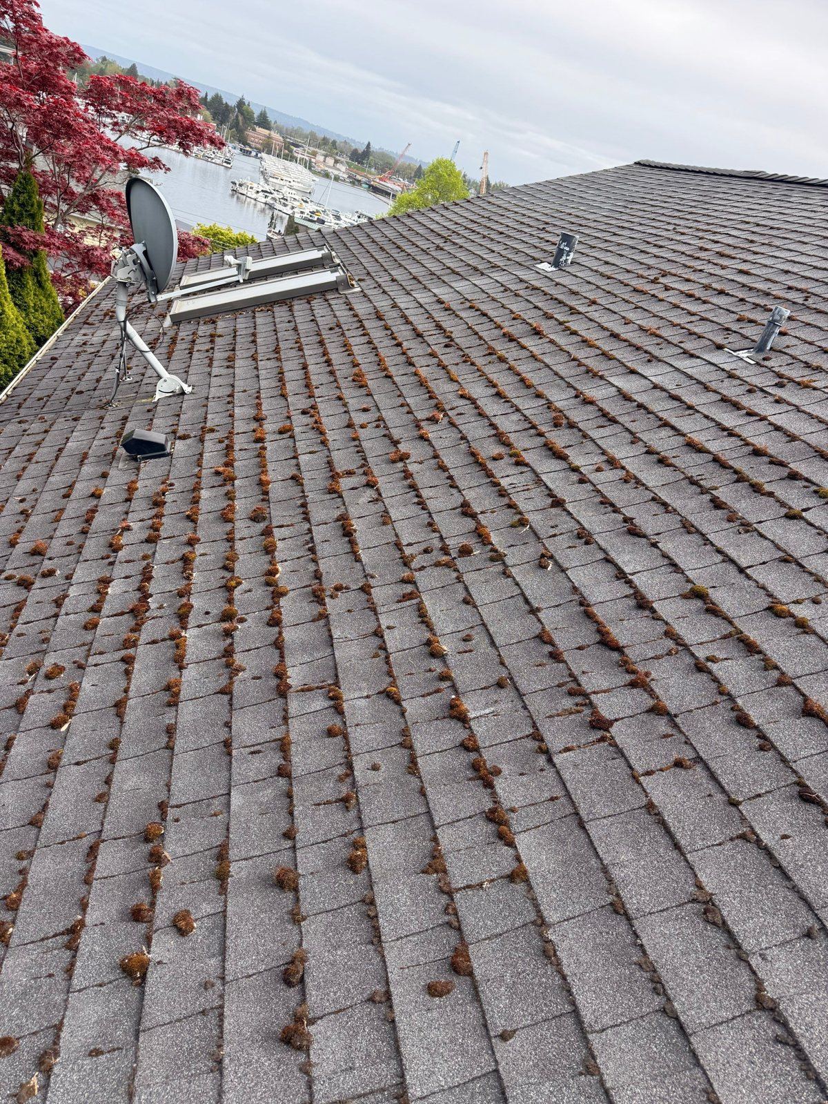 Composition roof above Portage Bay on the north slope of Capitol Hill with clumps of moss in every course of shingles, a satellite dish and two skylights, and the marina and ship canal in the distance