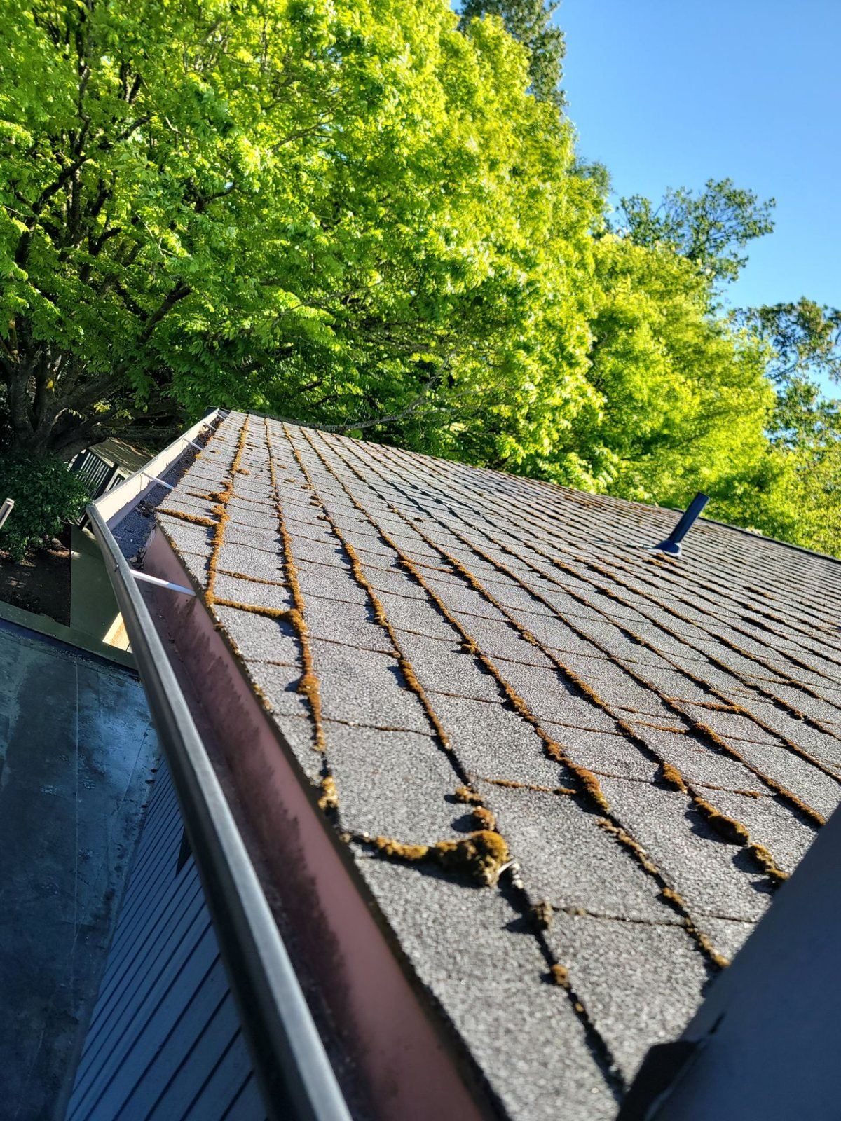 Composition roof in Magnolia with thick lines of moss in every course of shingles and a debris-filled gutter along the eave, under a maple canopy in full leaf