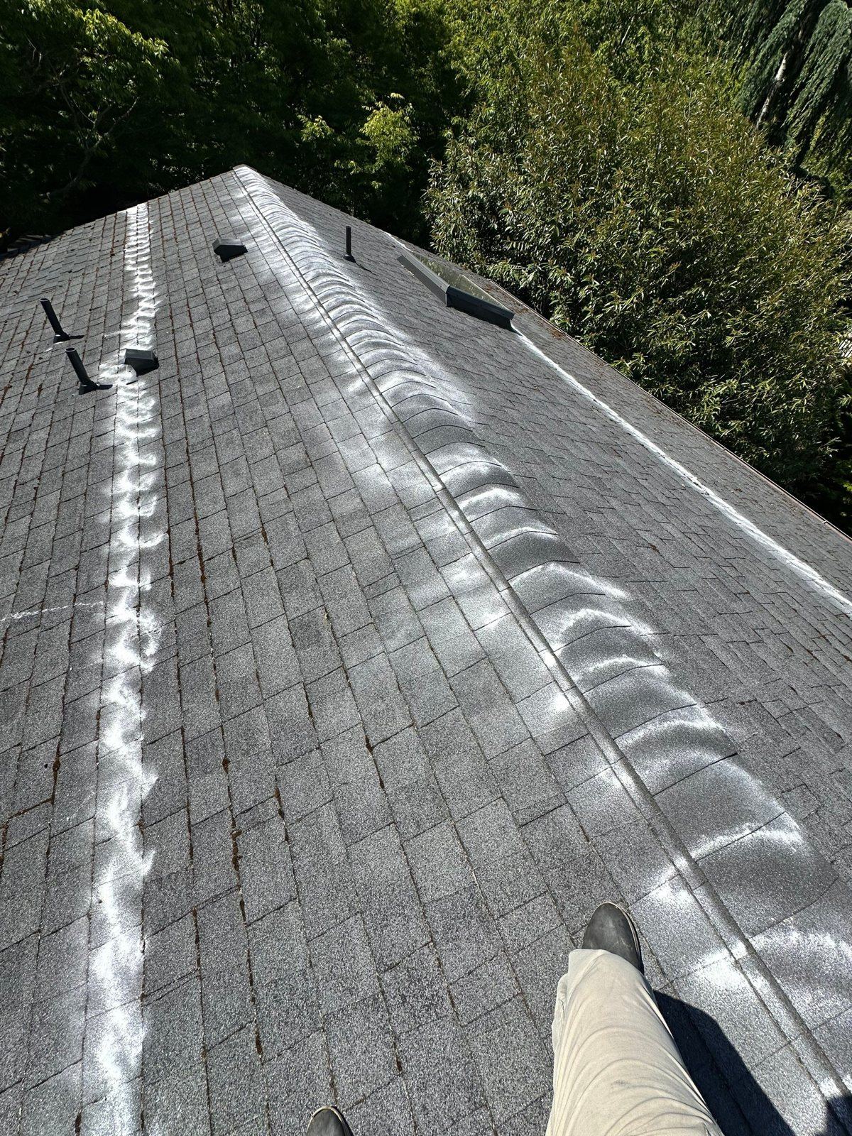 Grey composition roof in Magnolia with white bands of moss-prevention treatment along the ridge and across the field after cleaning, a technician's boots at the eave and the tree canopy beyond